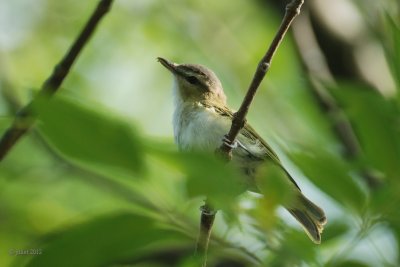 Vireo aux yeux rouges (Red-eyed vireo)