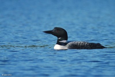 Plongeon Huard (Common loon)