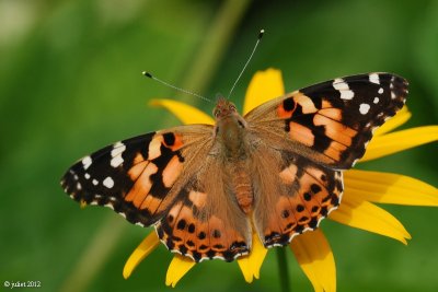 La belle Dame (Painted lady)-Vanessa cardui