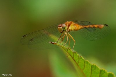 Libellule (Dragonfly)