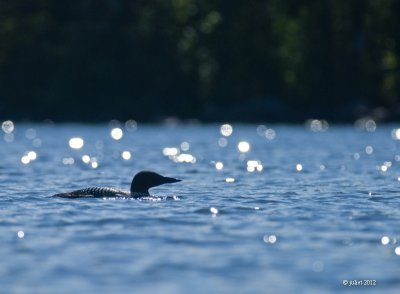 Plongeon Huard (Common loon)