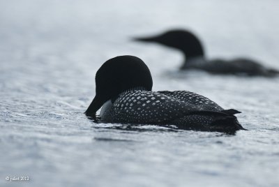 Plongeon Huard (Common loon)