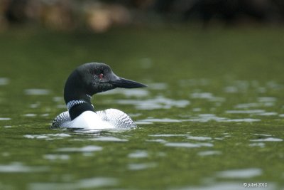 Plongeon Huard (Common loon)