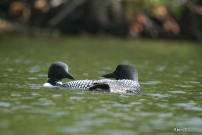 Plongeon Huard (Common loon)