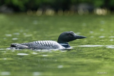 Plongeon Huard (Common loon)