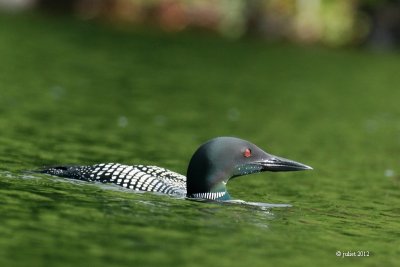 Plongeon Huard (Common loon)