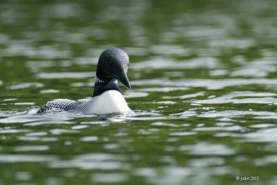 Plongeon Huard (Common loon)