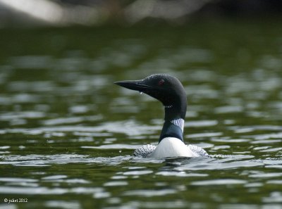 Plongeon Huard (Common loon)