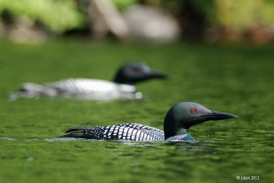 Plongeon Huard (Common loon)