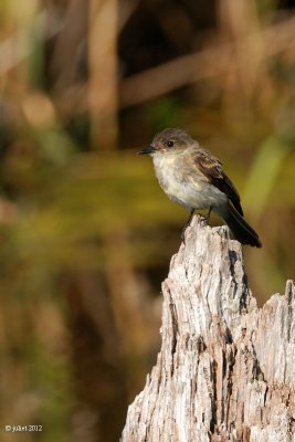 Moucherolle phébi (Eastern phoebe)