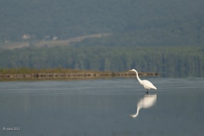 Grande aigrette (Great egret)