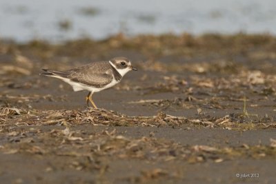 Pluvier semipalm (Semipalmated plover)