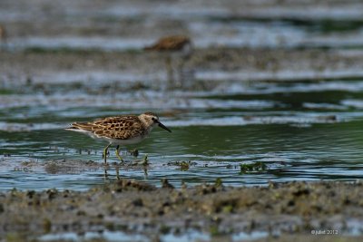 Bcasseau minuscule (Least sandpiper)