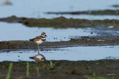 Pluvier kildir (Kildeer)