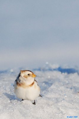 Plectrophane des neiges (Snow bunting)