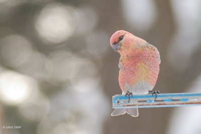 Durbec des sapins (Pine grosbeak)