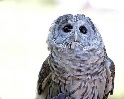 Camp Saratoga open house 05-62 wise owl.jpg