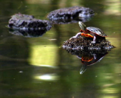 Crandall Park turtle.jpg