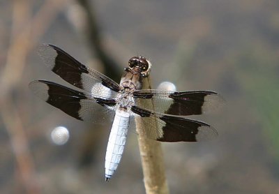 Dragonfly from Hovey IMG_9977.jpg
