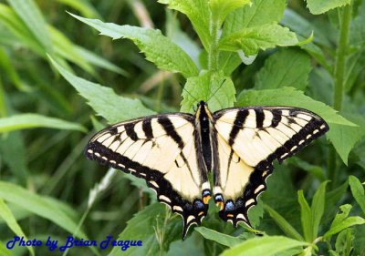 Eastern Tiger Swallowtail 1.jpg