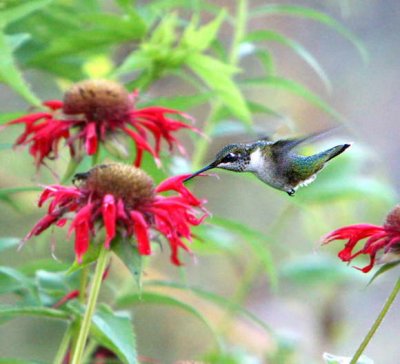 Hovey Pond hummingbird 2.jpg