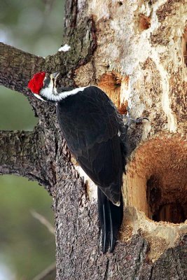 Pilated woodpecker.jpg
