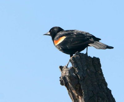Redwing blackbird at Betar Byway.jpg