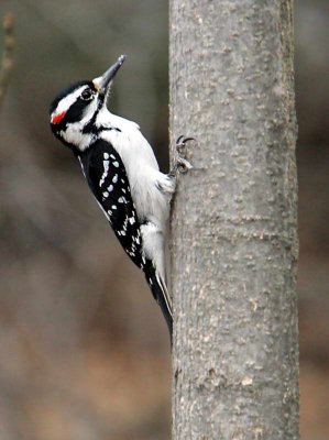 Up yonda woodpecker.jpg