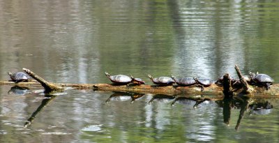 Yaddo turtles.jpg