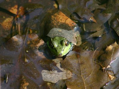 frog hiding.jpg