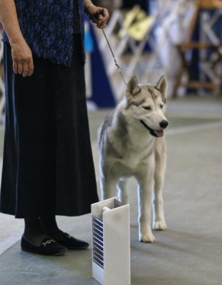 Beautiful Husky