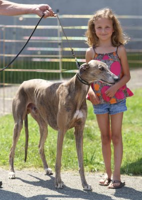 Abs and The Greyhound