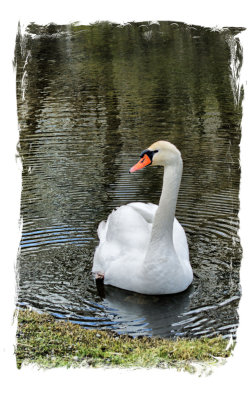 swan 1.jpg
