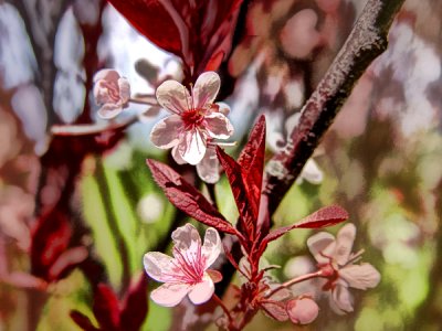Springtime Beauty