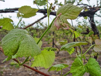 Springtime in the Vineyard
