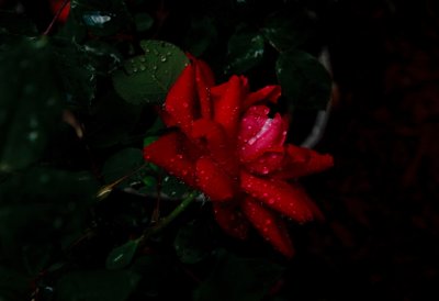 ROSE_1061a.JPG