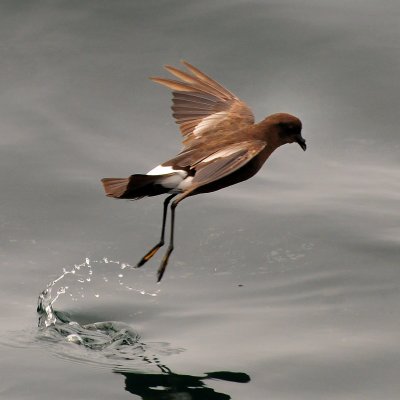 Wilsons storm petrel_1.jpg