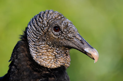 Black vulture_8003.jpg