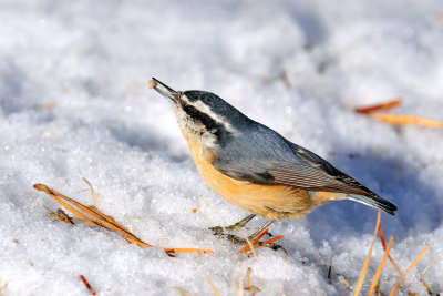 Red breasted nuthatch_6874.jpg