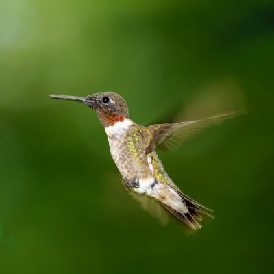 Male Ruby Throated humming bird_8829.jpg