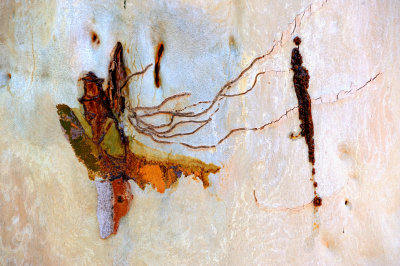 Eucalyptus bark.jpg