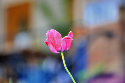 Tulip.jpg