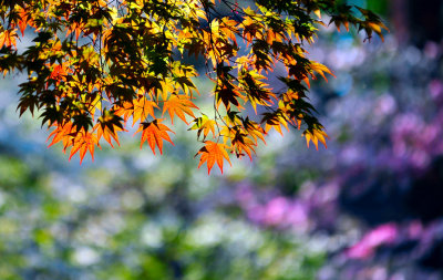 Maple leaves.jpg