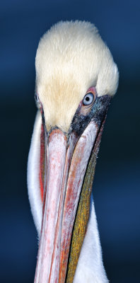 Portrait of a pelican.jpg
