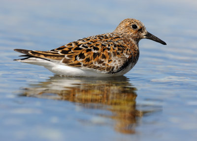 Ruddy Turnstone_juvenile_1269.jpg