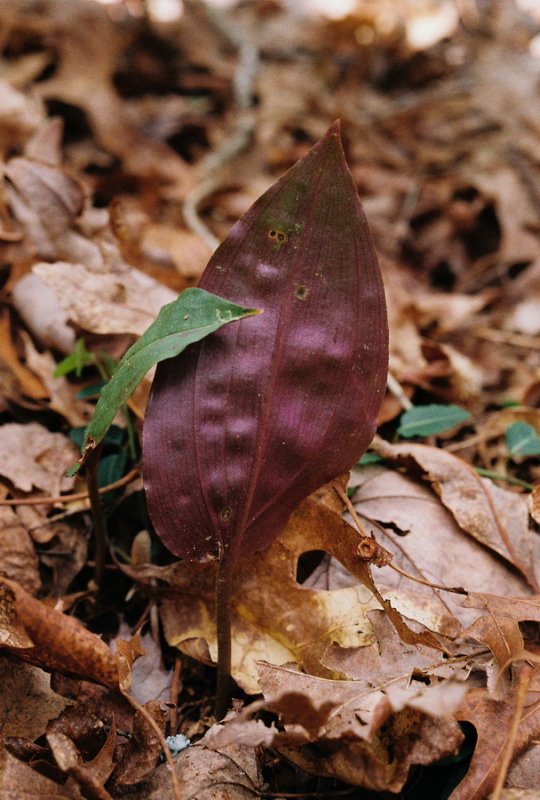 Tipularia discolor showing bicolor leaf.