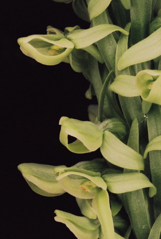 Platanthera huronensis (green bog orchid) Glacier Natl Park 7/7/11