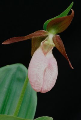  Cypripedium acaule, light pink.