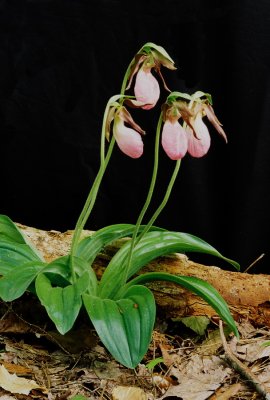  Cypripedium acaule