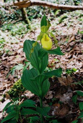 Cypripedium parviflorum var. pubescens